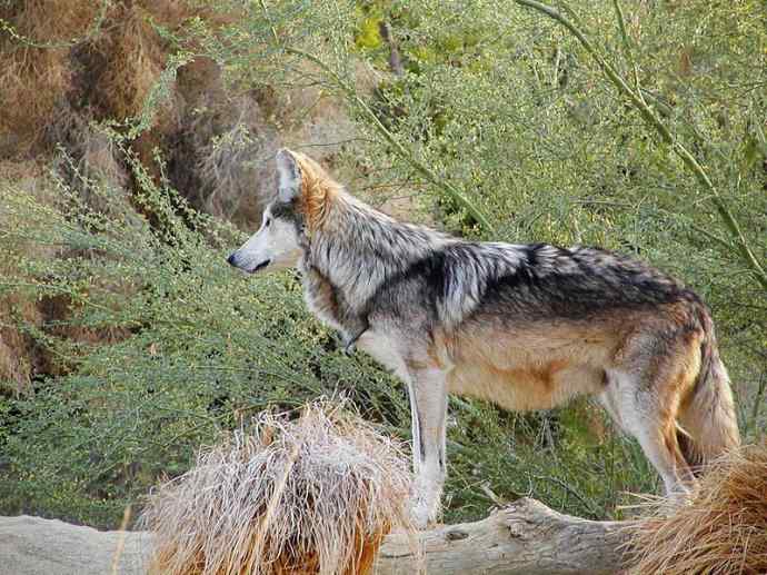 犬科：犬亚科犬属之灰狼