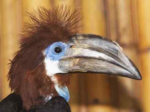 奇特的盔：盔犀鸟