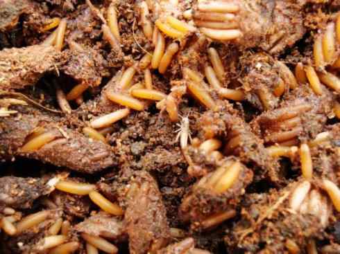 自然奇观：动物大迁徙(东亚飞蝗）