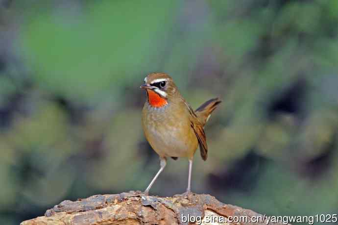 雄性红喉歌鸲（22）