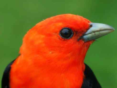 极品红色鸟类：猩红比蓝雀