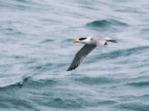 猎奇：奇特的鸟喙之二