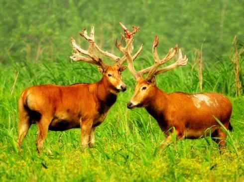 麒麟：传说的兽原型探秘（麋鹿）