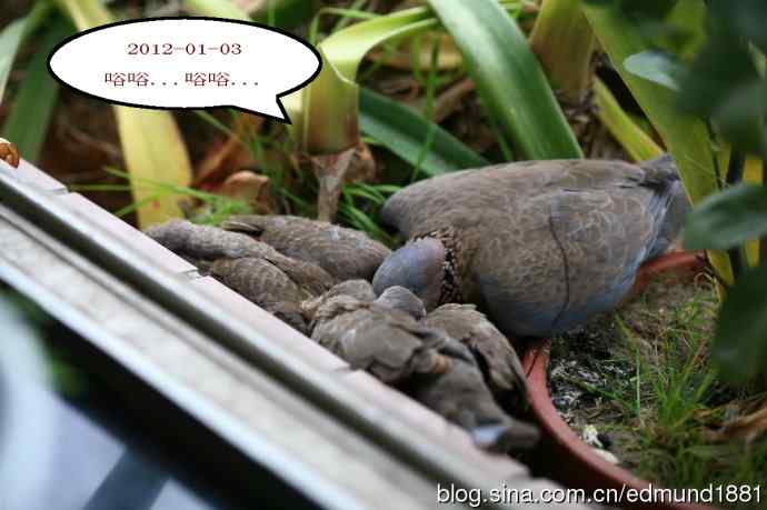 珠颈斑鸠育儿记