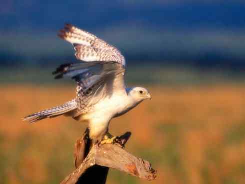 家禽驯化之源之六