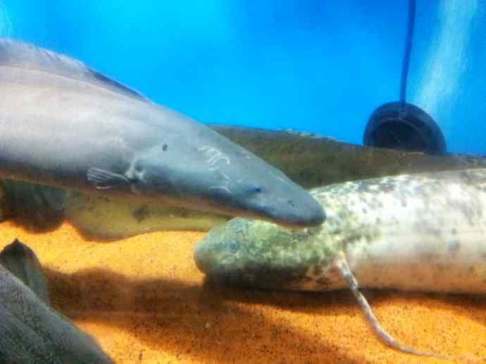 鱼类活化石：裸臀鱼