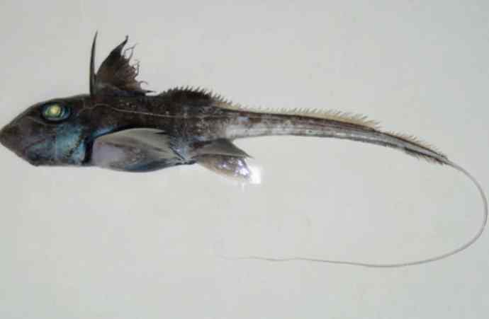 鱼类活化石：长吻银鲛