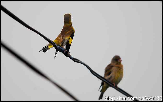 金海湖的鸟（6）鈥斺斀鸪崛傅龋ㄗ橥迹