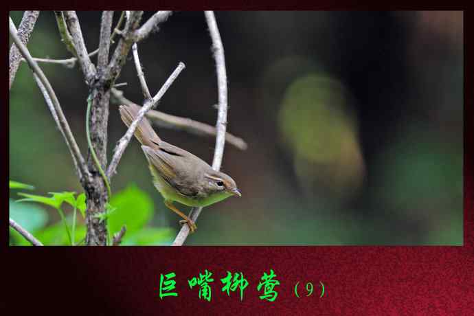 北京天坛公园的鸟类——巨嘴柳莺（9）