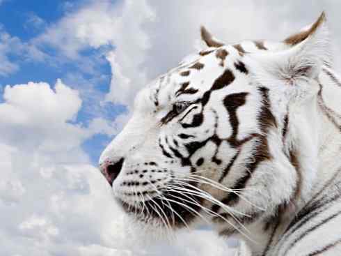 白虎：传说的兽原型探秘（孟加拉虎）