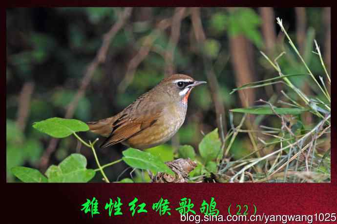 北京天坛公园的鸟类——雄性红喉歌鸲（22）