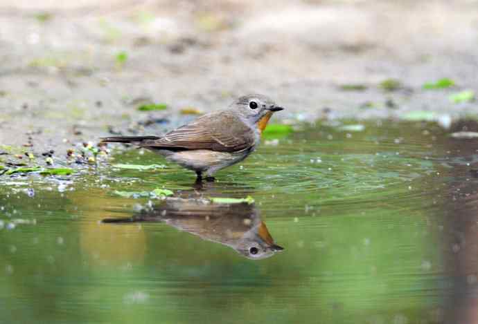 浴(红喉姬鹟) 浴(红喉姬鹟)