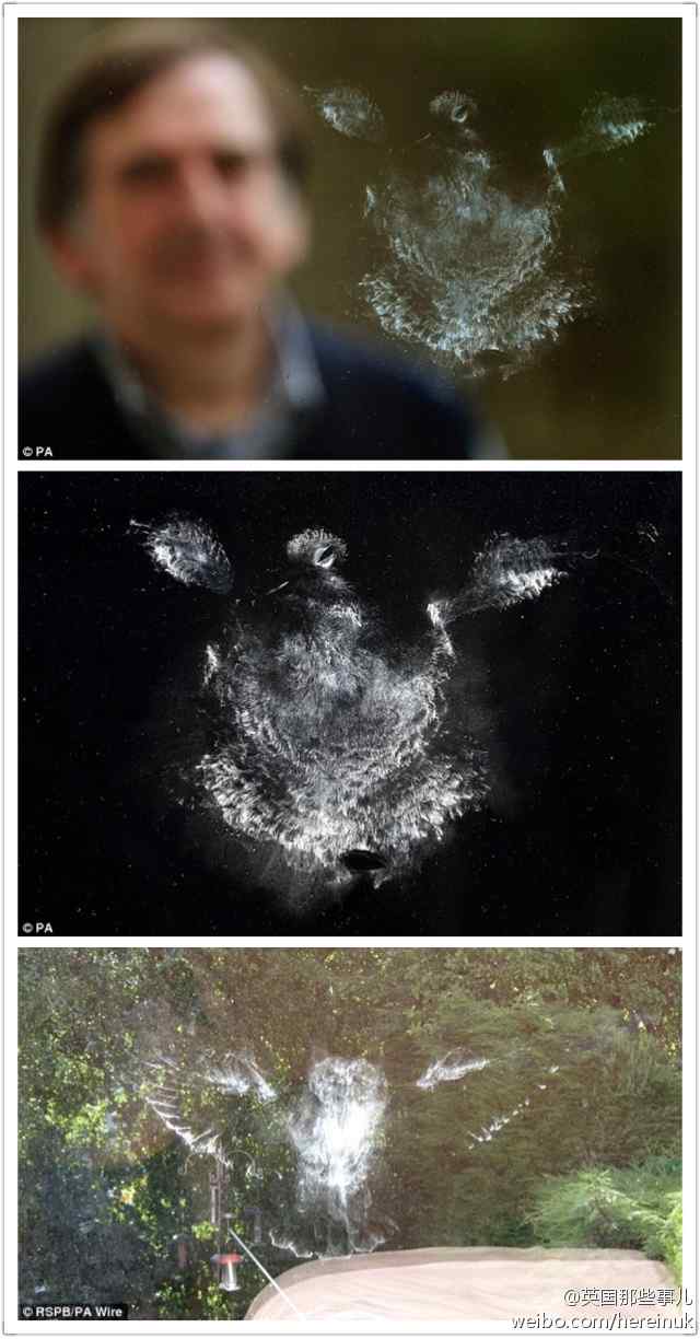 透明玻璃是鸟类杀手