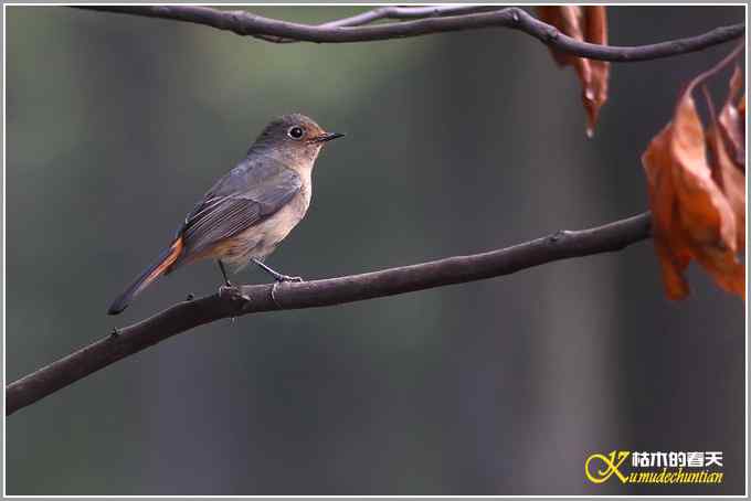 林中小鸟【照片】