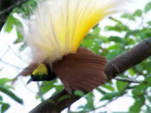 美丽无罪：雀鸟之极乐鸟