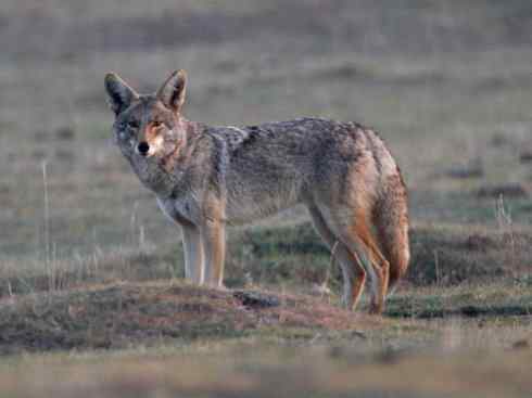 犬科:犬亚科犬属之郊狼、红狼 犬科:犬亚科犬属之郊狼、红狼