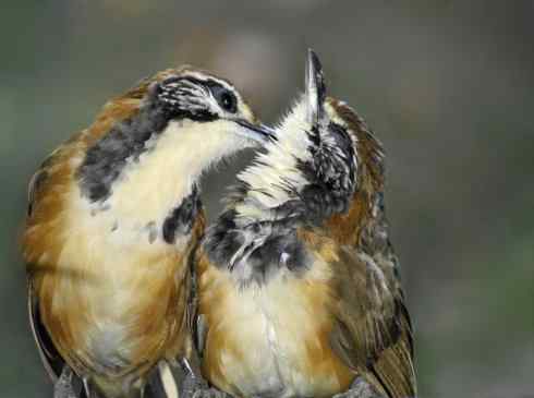 如何清除鸟身上的寄生虫