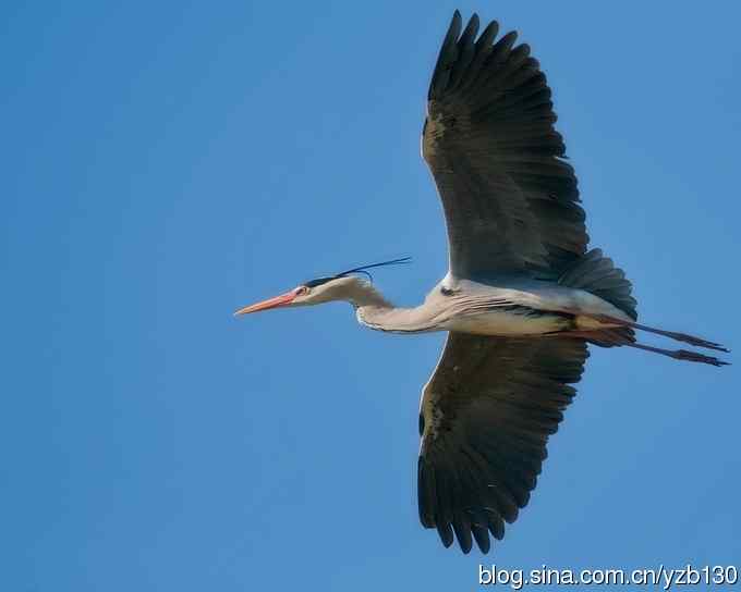 翠湖繁殖羽(组图,12张图片) 翠湖繁殖羽(组图,12张图片)
