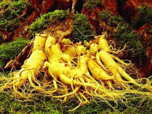 鱼类活化石：匙吻鲟科