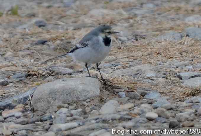 东花园观鸟生境记录