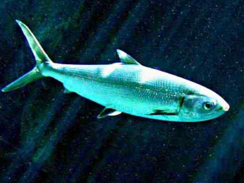 鱼类活化石：虱目鱼