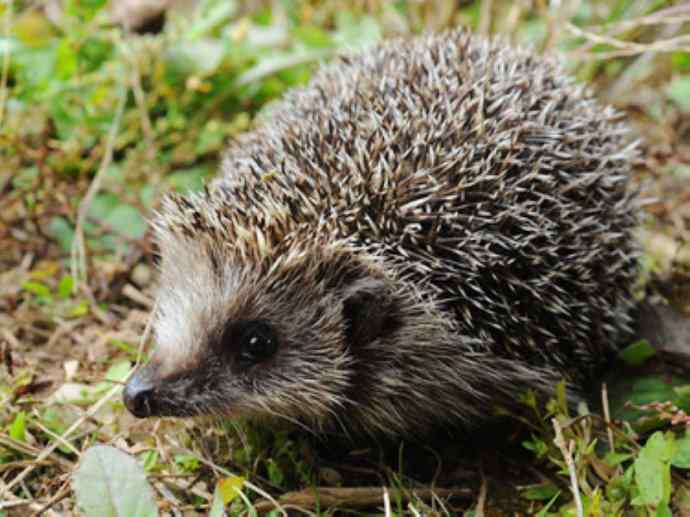 盘点十二大著名食蚁动物：土狼