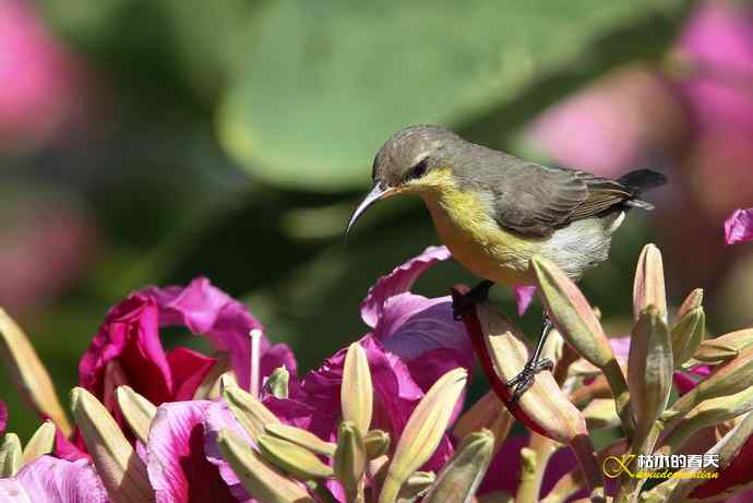 美丽邂逅鈥斺斪仙勰