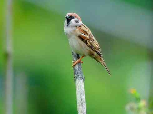 极品红色鸟类：酒红朱雀