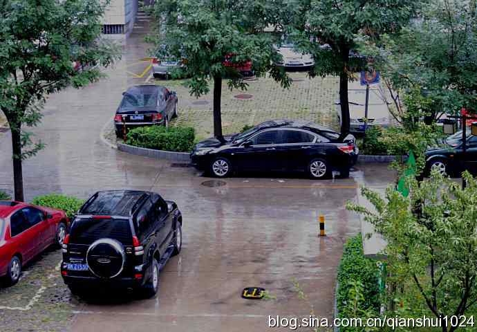 两只黑尾鸥(水禽湖)