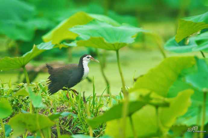 沙河的白胸苦恶鸟