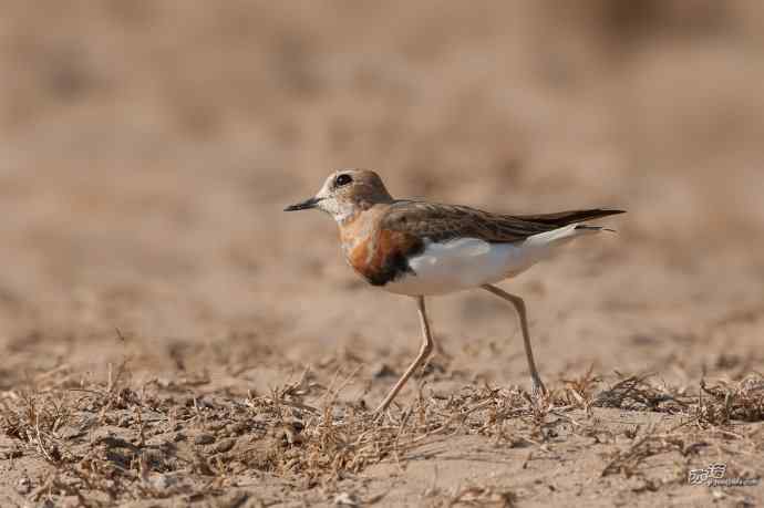 野鸭湖的东方鸻