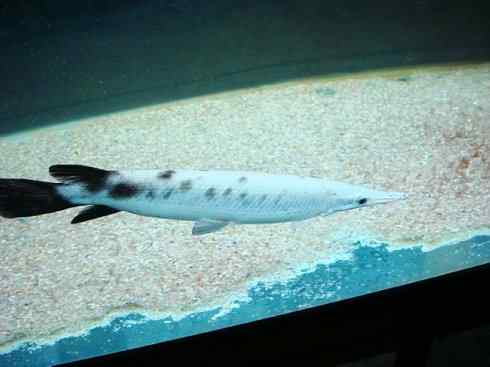 鱼类活化石：鳄雀鳝