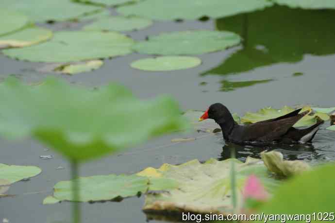 北京奥林匹克公园的鸟类——黑水鸡 1