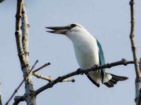 白头鸟系列:另类的美丽4 白头鸟系列:另类的美丽4