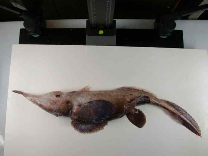 鱼类活化石：长吻银鲛