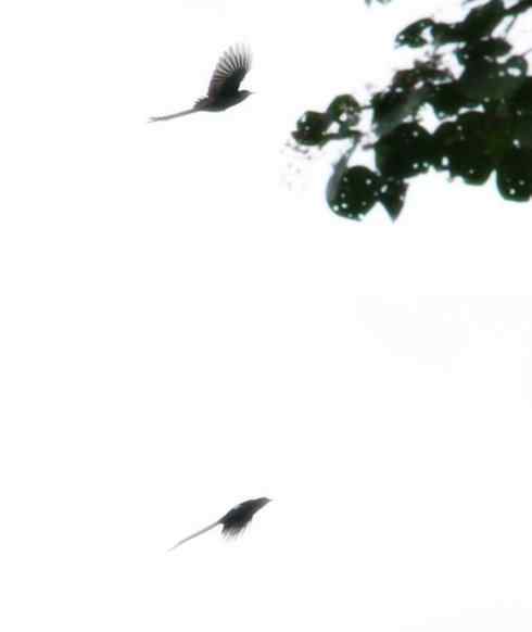 猎奇：长尾鸟雀之五