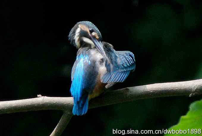 小小翠儿沐浴着父爱快乐成长--献给父亲节