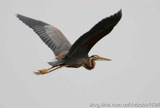 乌梁素海之草鹭鈥斺斈诿晒勰裥校ǘ）