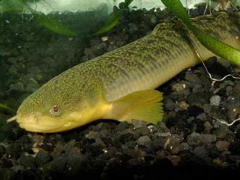 鱼类活化石:多鳍鱼 鱼类活化石:多鳍鱼