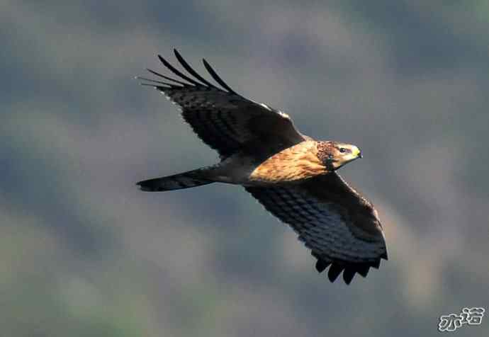 北京西山&nbsp;wbr路&nbsp;wbr黑耳鸢