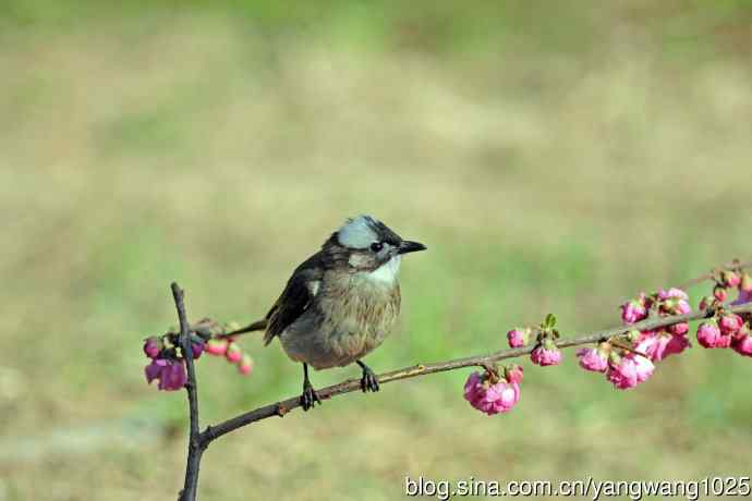 白头鹎（随拍）2