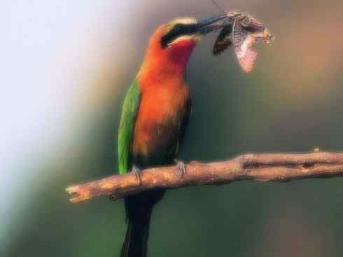 绝色攀禽:佛法僧目之蜂虎4 绝色攀禽:佛法僧目之蜂虎4