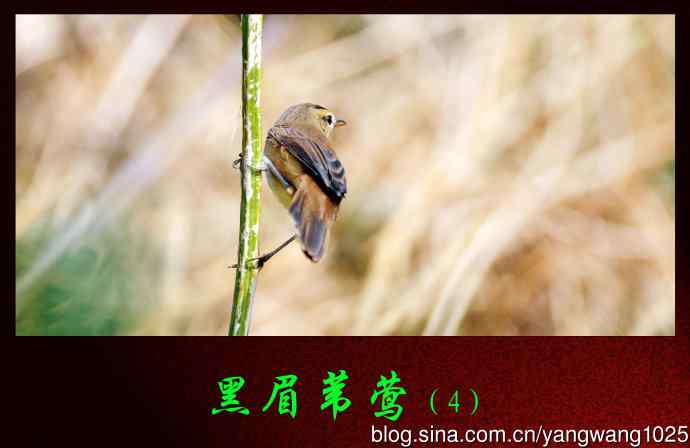 北京天坛公园的鸟类——黑眉苇莺（4）