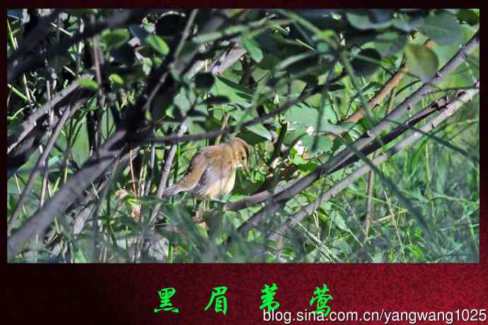 北京天坛公园的鸟类——黑眉苇莺
