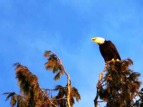 白头鸟系列：另类的美丽（白头海雕）