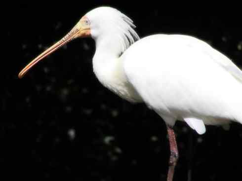 猎奇：奇特的鸟喙之八(重发之黑琵鹭)