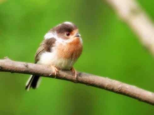 家禽驯化之源之二十六