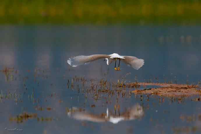 野鸭湖.生境白鹭