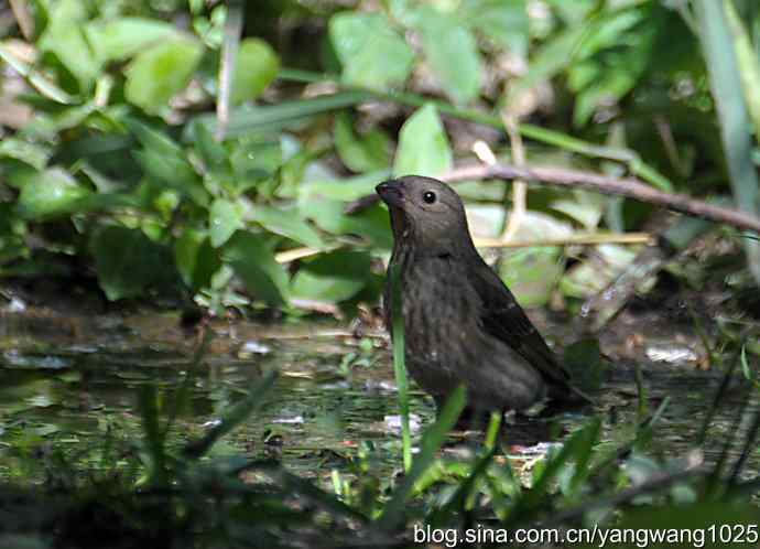 普通朱雀（雌性）