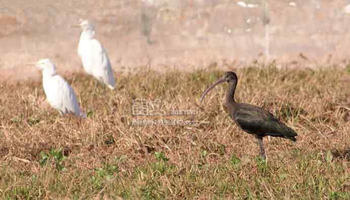四川西昌鸟类摄影——彩鹮